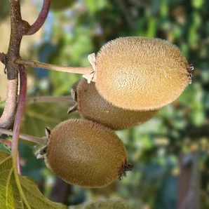 SCAAP Kiwis Fruits de France