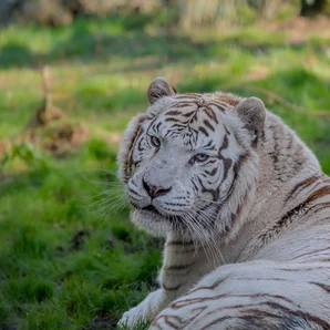 Zoo d'Asson