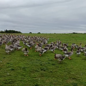 La tradition landaise