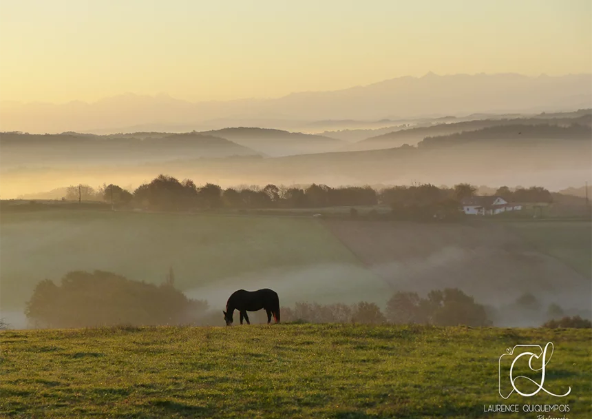 Laurence Quiquempois Photographe