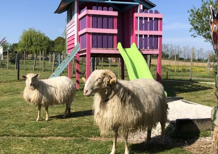 La petite ferme de Pouillon 