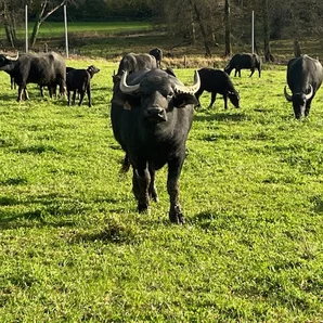 Le champ des buflonnes