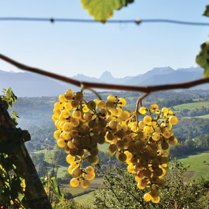 Cave des Producteurs de Jurançon