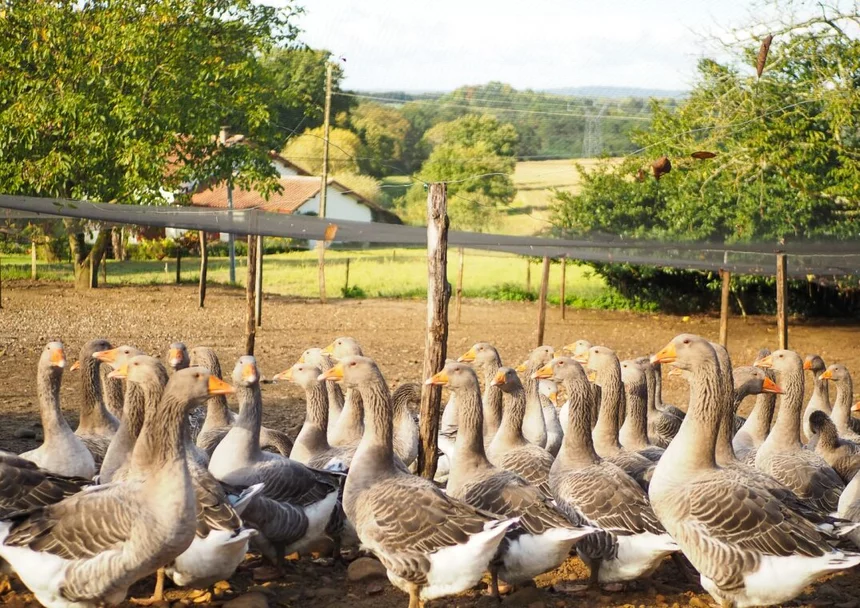 La tradition landaise