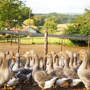 La tradition landaise