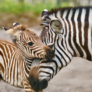 Zoo de Labenne