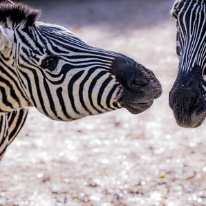 Zoo d'Asson