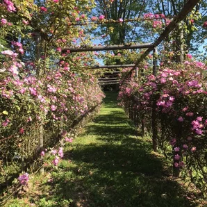 Roseraie du Pourtaou