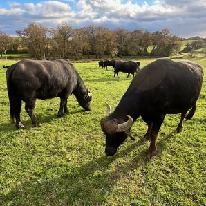 Le champ des buflonnes