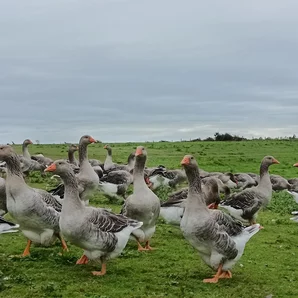 La tradition landaise