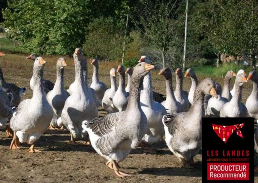 La tradition landaise