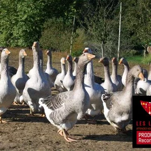 La tradition landaise