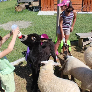 La petite ferme de Pouillon 