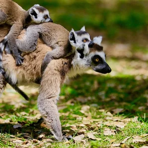 Zoo de Labenne