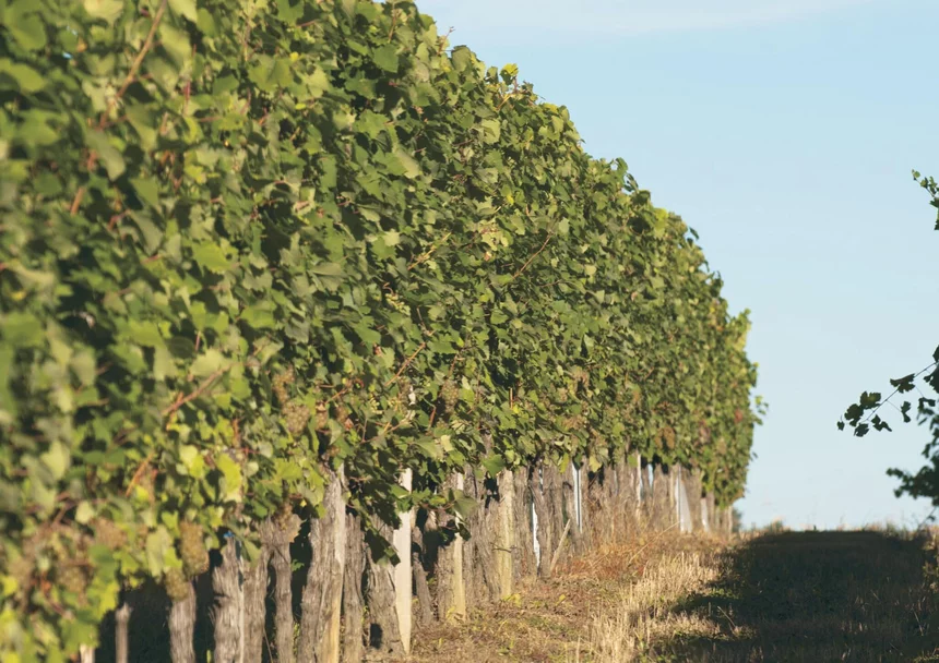 Domaine du Tastet