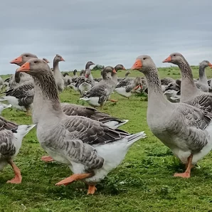 La tradition landaise