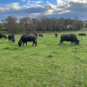 Le champ des buflonnes